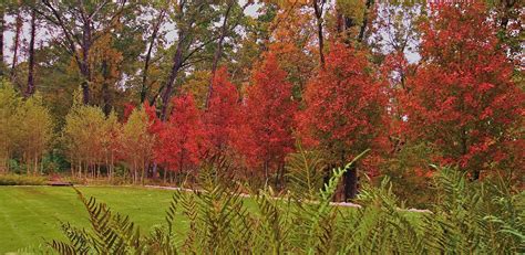 Woodland Rain Gardens 2014 Asla Professional Awards