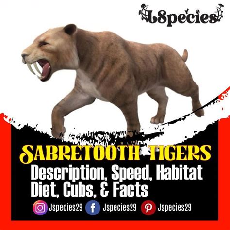 Saber Toothed Tiger An Extinct Specie Of Big Cats Sabretooth Tiger