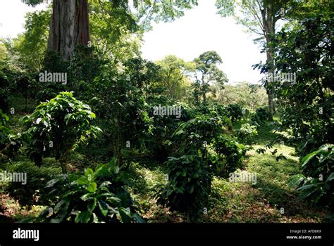 Matagalpa Kaffee Hi Res Stock Photography And Images Alamy