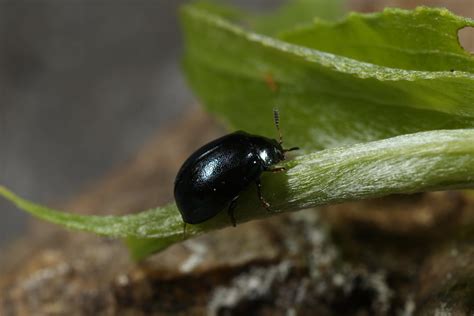 Plagiodera Versicolora Plagiodera Versicolora Laicharting Flickr