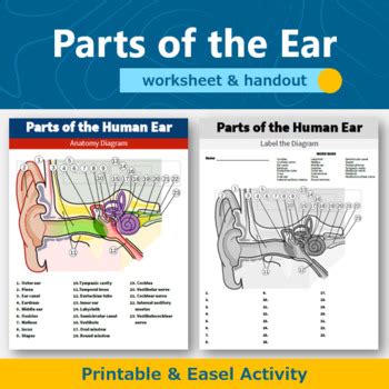 Unlabeled Outer Ear Diagram