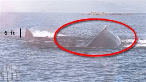 10 Megalodon Caught On Camera Spotted In Real Life YouTube