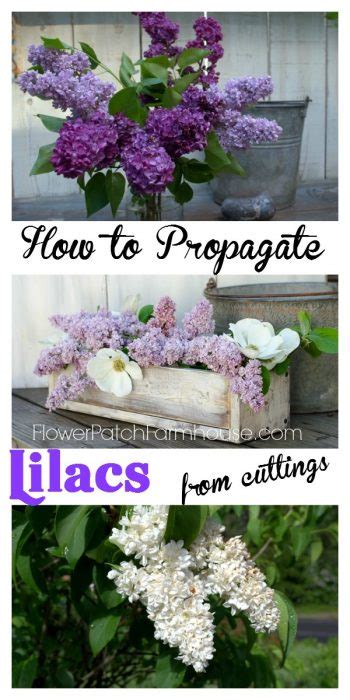 easy Rooting Lilacs from cuttings - Flower Patch Farmhouse