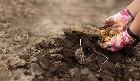 Que Planter Dans Un Sol Argileux Pour Un Jardin Florissant Edukys