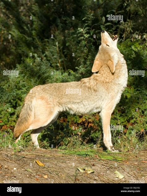 A coyote howls at the edge of a forest Stock Photo - Alamy