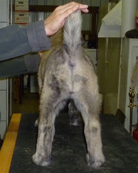 Shepherds Rest Farm: 8 Week Old Female Anatolian Shepherd