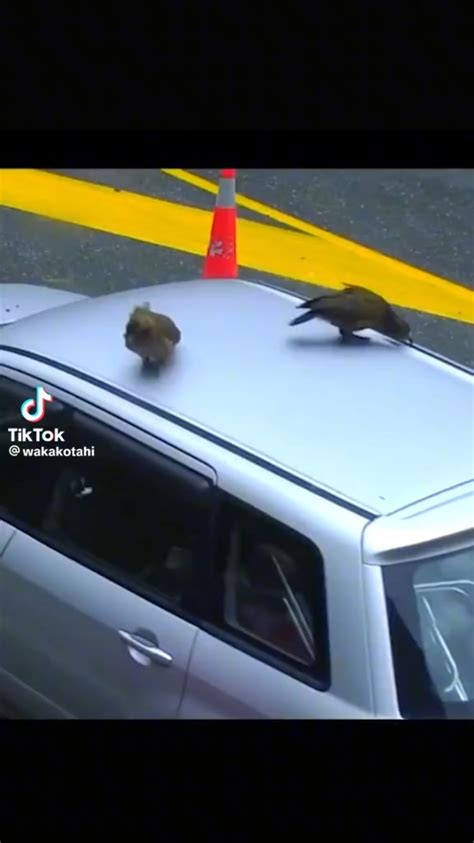 Kea attacking cars! : r/newzealand