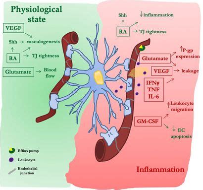 Frontiers Astrocyte Derived Paracrine Signals Relevance For