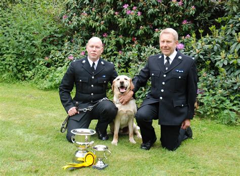 uk police dog history abandoned labrador   award winning police dog