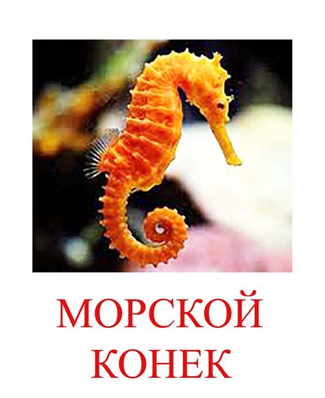 Морские Обитатели Моря Фото — Bluemorphotours.ru
