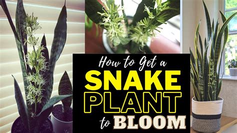 How To Get A Snake Plant To Bloom Highly Fragrant And Rare Youtube