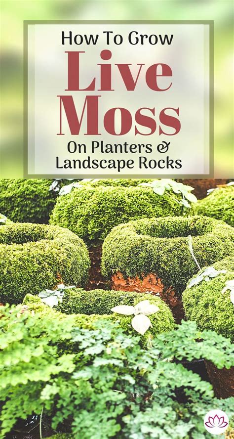 How To Grow Moss On Pots And Rocks Artofit