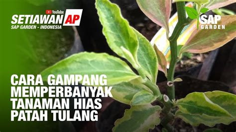 Cara Memperbanyak Tanaman Hias Patah Tulang Atau Euphorbia