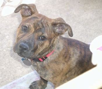 Brindle Pitbull Rottweiler Mix Puppy - img-primrose