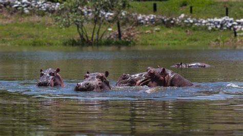 Los Hipopótamos De La Cocaína La Especie Invasora Que Dejó Pablo