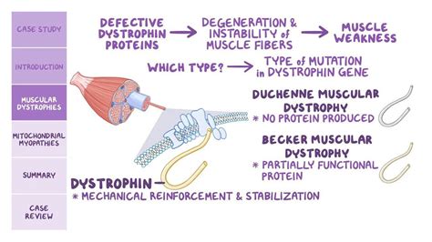 Limb-Girdle Muscular Dystrophy: What It Is, Causes, Signs and Symptoms ...