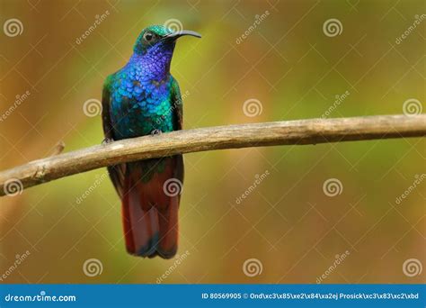 Lazuline Sabrewing Campylopterus Falcatus Hummingbird In Natural