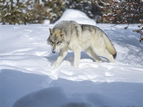 Beautiful Gray Wolves West Yellowstone Montana Winter Snow Flickr