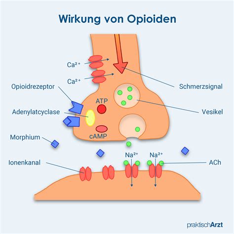 Morphium Morphin PraktischArzt