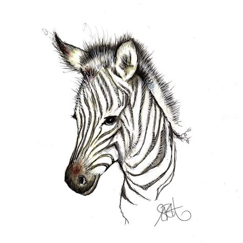 Zebra Sketch Drawing By Sally Huntington Fine Art America