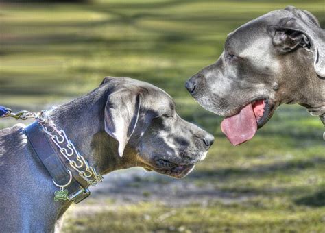 Os maiores cachorros do mundo conheça as raças Veterinária Pet Pillow