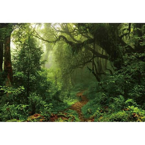 Tropical Forest Photography Background Spring Jungle Rain Forest Green