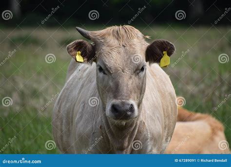 Angus Cross Brahman Cattle With Pasture In The Background Royalty Free