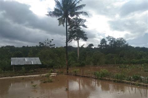 Hujan Deras Akibatkan Sawah Dan Kebun Di Manggarai Barat Terendam