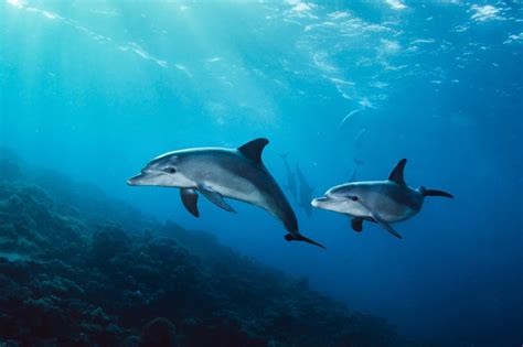 10 Fascinating Facts About Dolphins