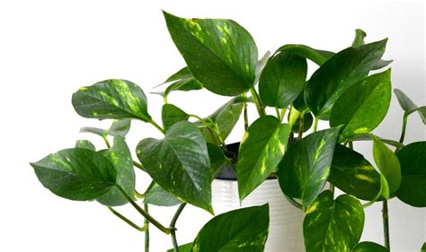 Epipremnum Aureum Care - How to Grow Indoor Pothos Plants