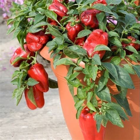 Cultivo de pimientos en macetas Cómo cultivar plantas de pimiento en