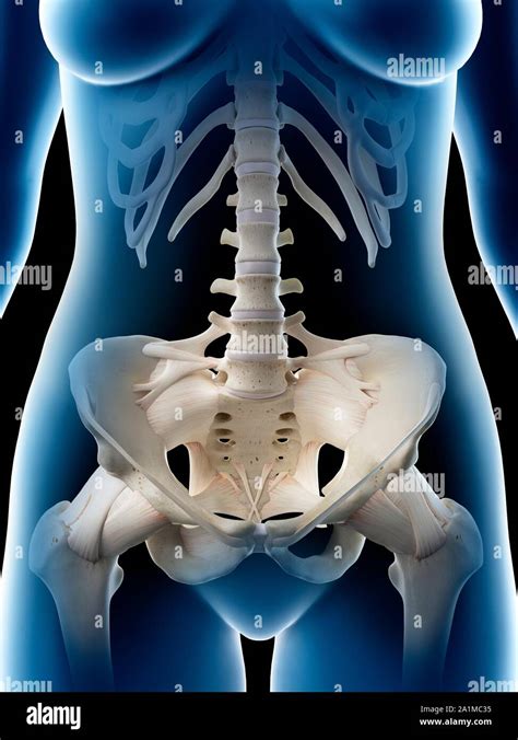 Female pelvic bones, computer illustration Stock Photo - Alamy