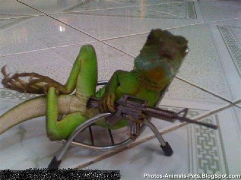 Funny pictures of reptiles