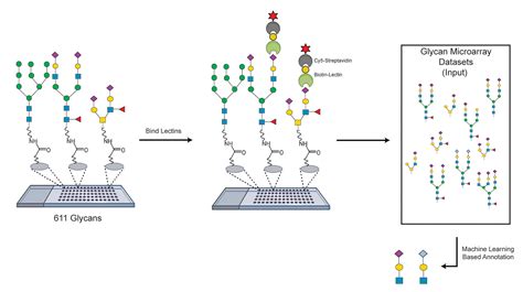 Lectin Microarrays Mahal Lab