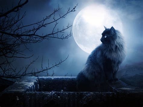 Creepy Cat Wallpapers Wallpaper Cave