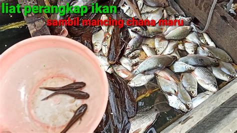 Memancing Ikan Chana Maru Riau Bertemu Beyongan Chana Maru Jalai