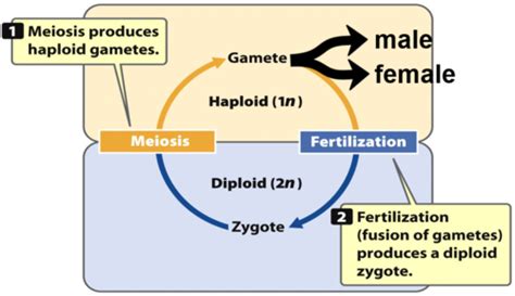 Ch Sex Determination And Sex Linked Traits Flashcards Quizlet