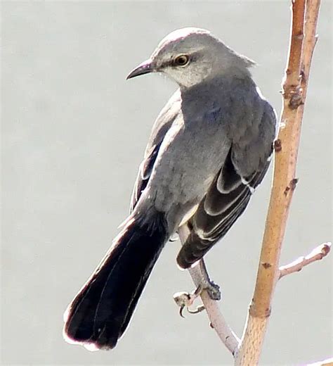 State Bird Of Mississippi Mockingbird