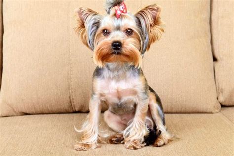 Yorkie Haircuts For Males And Females 60 Pictures Yorkielife