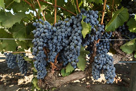 Grape Of The Week: Malbec – greenegrapewine