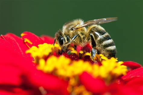 Abeja O Abeja En Los Apis Latinos Mellifera Imagen De Archivo Imagen