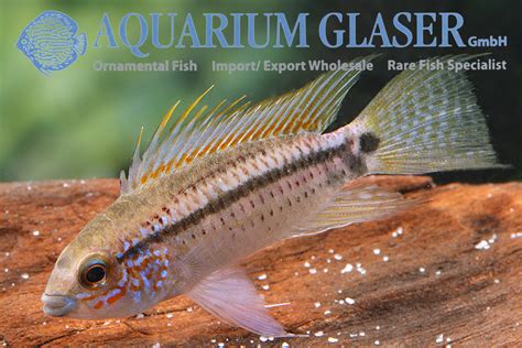 Apistogramma Eremnopyge Aquarium Glaser Gmbh