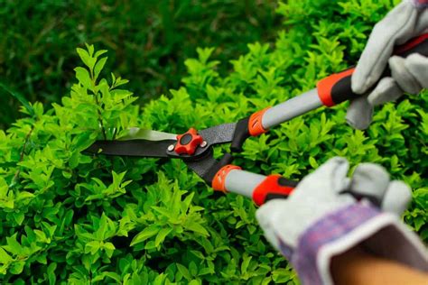 How To Sharpen Hedge Clippers Sublime Succulents