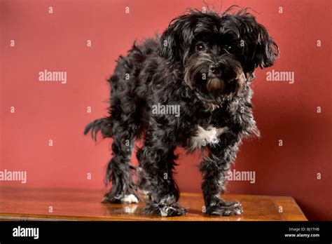 Full Length Portrait Of A Black Maltese Yorkie Mix Dog Standing Stock