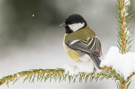 Stunde Der Winterv Gel Fazit Tag Kohlmeise Fordert Amsel