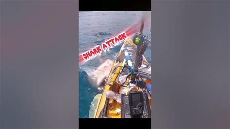 Shark Attack Kayak Fishing Mengerikan Sentiasa Waspada Youtube