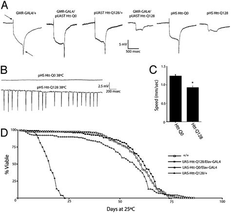 Cytoplasmic Aggregates Trap Polyglutamine Containing Proteins And Block