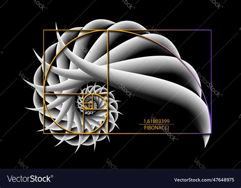 Fibonacci Sequence Golden Ratio D Snail Spiral Vector Image