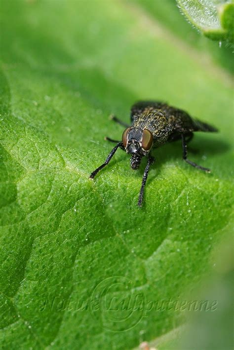 Photo Nature Lilliputienne Macrophotographies Platystoma Seminationis