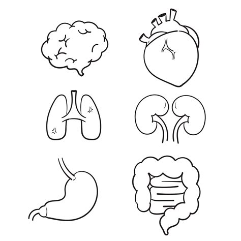 Hand Drawn Human Internal Organs Icon Set With Lungs Kidneys Stomach